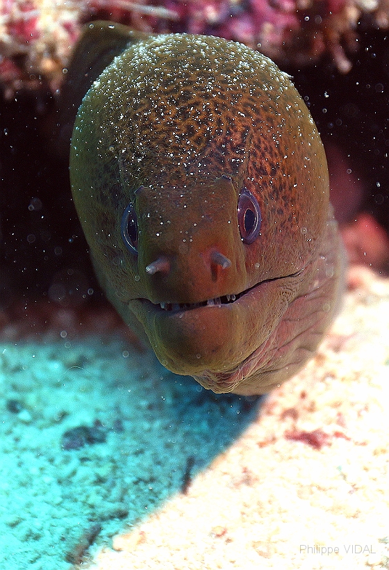 Sipadan_2015_Murene Javanaise_Gymnothorax javanicus_IMG_2360_rc.jpg